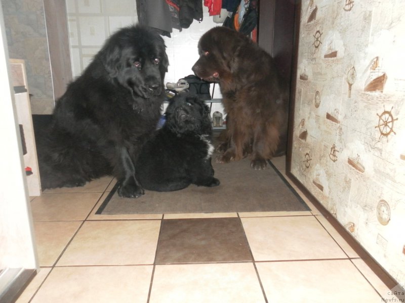 Фото: ньюфаундленд Баллада Звездного Дара с Берега Дона (Ballada Zvezdnogo Dara s Berega Dona), ньюфаундленд Масяня Гранд Бэби, ньюфаундленд Очаровашка с Берега Дона (Ocharovashka s Berega Dona)