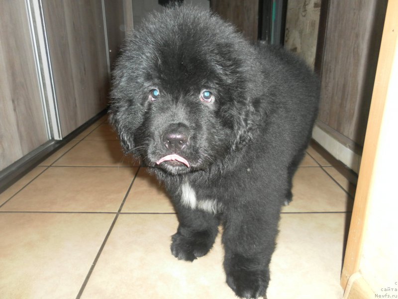 Фото: ньюфаундленд Баллада Звездного Дара с Берега Дона (Ballada Zvezdnogo Dara s Berega Dona)