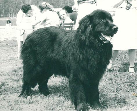 Фото: ньюфаундленд Тейла Шейл Рич