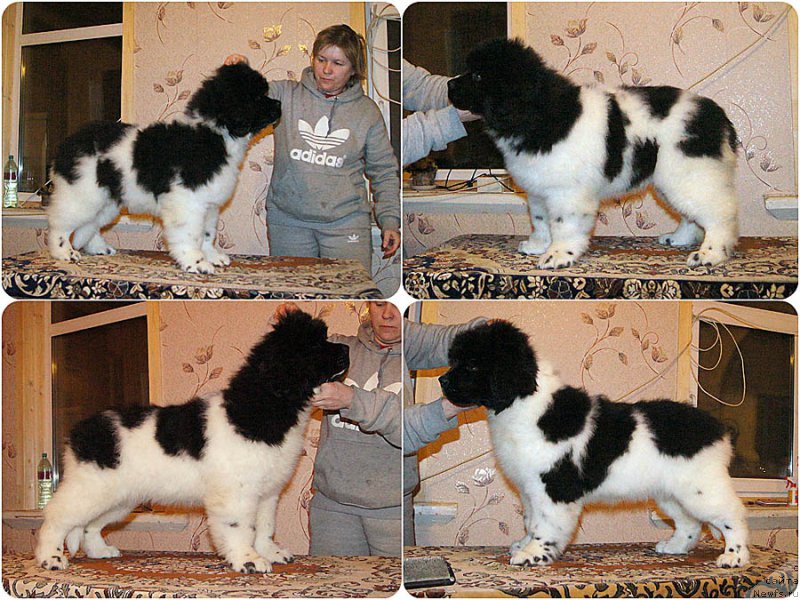 Фото: ньюфаундленд Супер Бизон Мелодия, ньюфаундленд Супер Бизон Мирослава