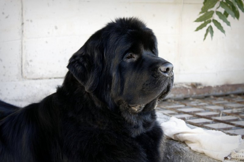 Фото: ньюфаундленд Загадка Доминика Кара Дениз (Zagadka Dominika Kara Deniz)