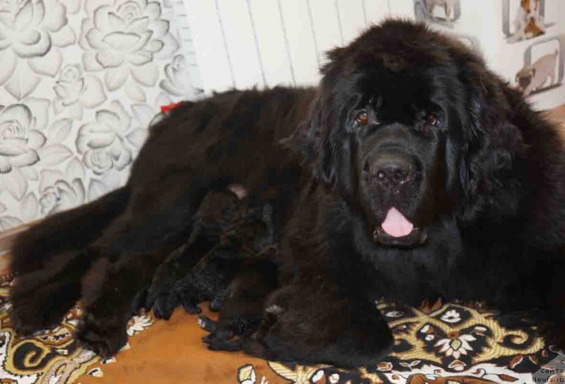 Фото: ньюфаундленд Русалочка из Племени Кедра (Rusalochka iz Plemeni Kedra)