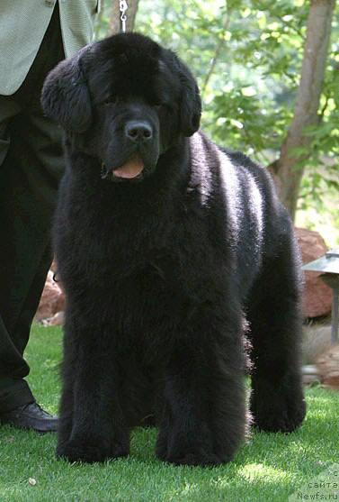 Фото: ньюфаундленд Seabrooks Steppin Out at Pooh Bear