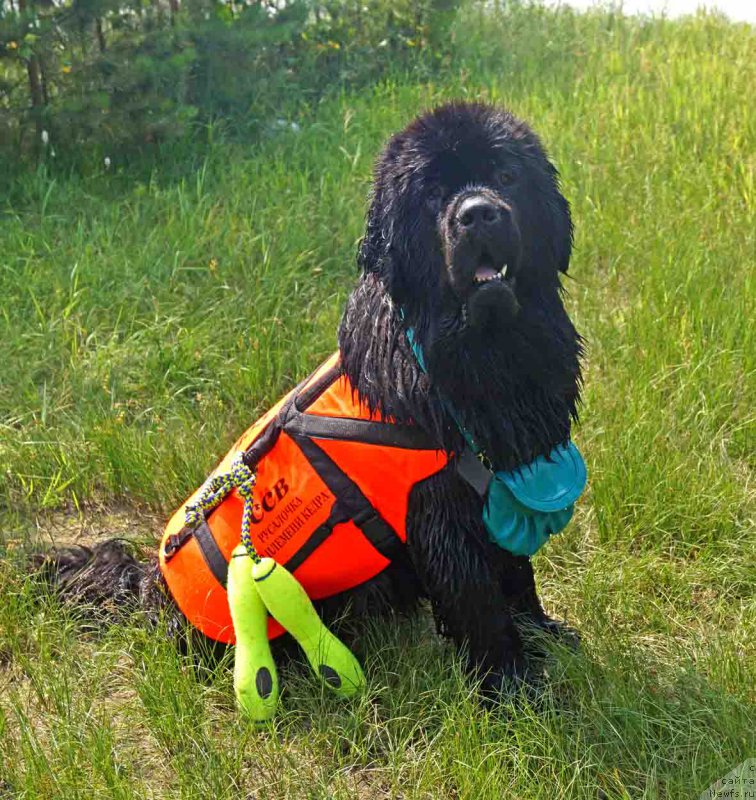 Фото: ньюфаундленд Русалочка из Племени Кедра (Rusalochka iz Plemeni Kedra)