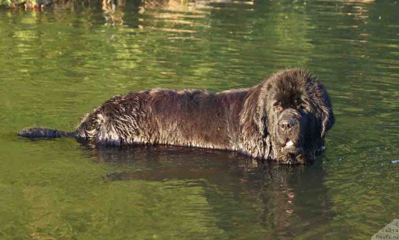 Фото: ньюфаундленд Русалочка из Племени Кедра (Rusalochka iz Plemeni Kedra)