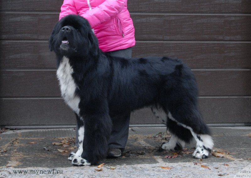 Фотография № 169231