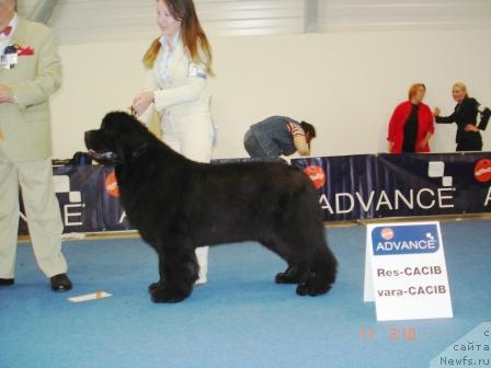 Фото: Capriccio's Sand'n The Sea-Brook родословная LOI 0489034 дата рождения 16.09.2002 отец Numas Had to be Pouch Cove   мать Seabrook Belleheir Capriccio