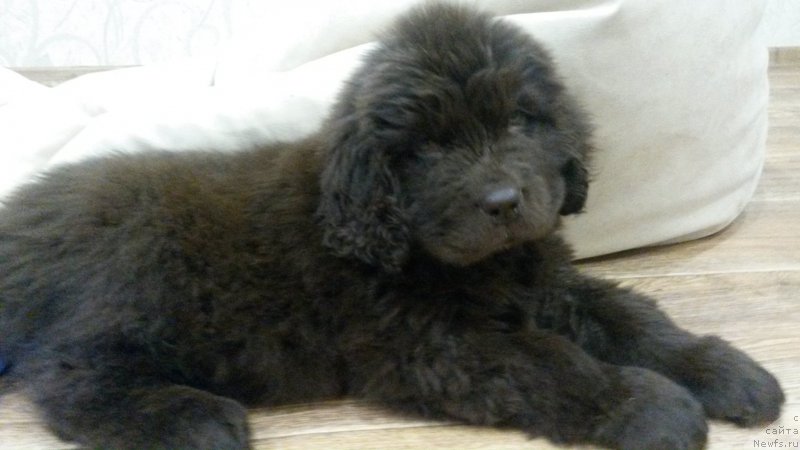 Фото: ньюфаундленд Николь Голд Стар (Nikol Gold Star)