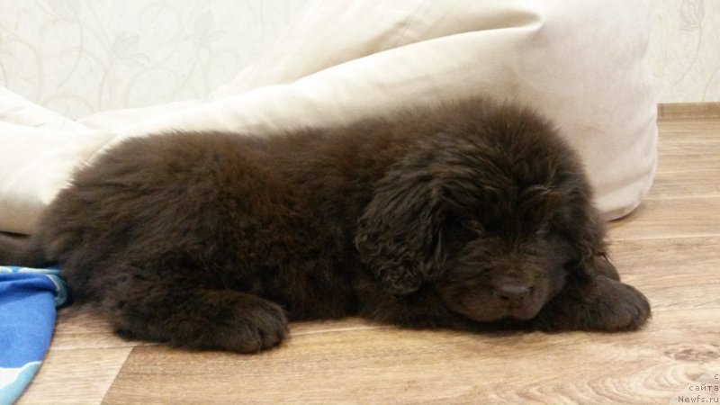 Фотография № 169267