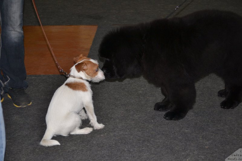 Фото: ньюфаундленд Назар Вятский Медведь (Nazar Vyatskiy Medved)