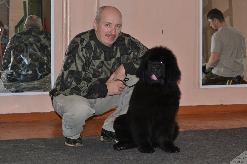 Фото: ньюфаундленд Назар Вятский Медведь (Nazar Vyatskiy Medved), Алексей Вотчал