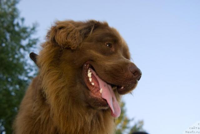 Фото: ньюфаундленд Лесная Сказка Изольда