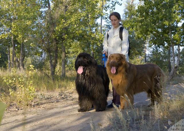 Фото: ньюфаундленд Юган с Тоянова Городка (Ygan s Toyanova Gorodka), Надежда Момот, ньюфаундленд Лесная Сказка Изольда