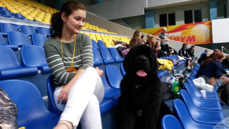 Фото: ньюфаундленд Аквиан Сонг Ларс Бергер (Akvian Song Lars Berger)