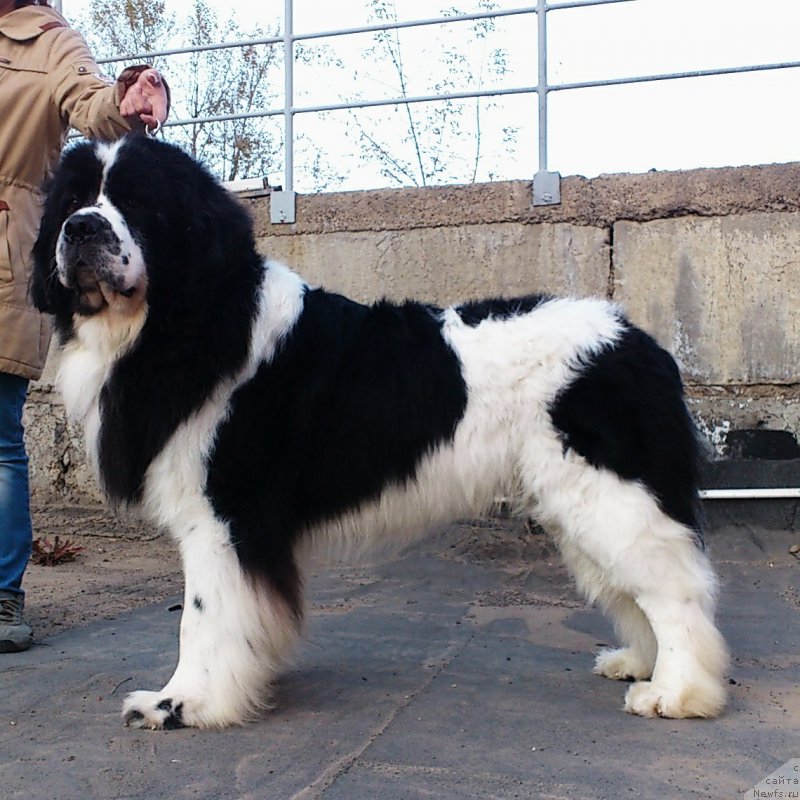 Фото: ньюфаундленд Флюфи Аваланч Сурпассинг Алл Експестатионс (Fluffy Avalanch Surpassing All Expektations)