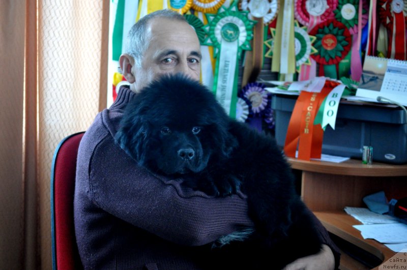 Фото: ньюфаундленд Баллада Звездного Дара с Берега Дона (Ballada Zvezdnogo Dara s Berega Dona)