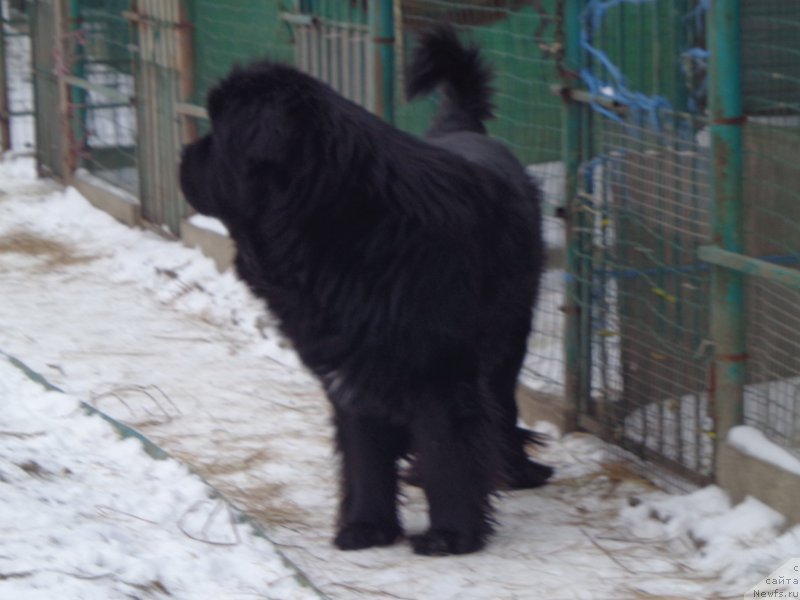 Фото: ньюфаундленд Супер Премиум Микадо (Super Premium Mikado)