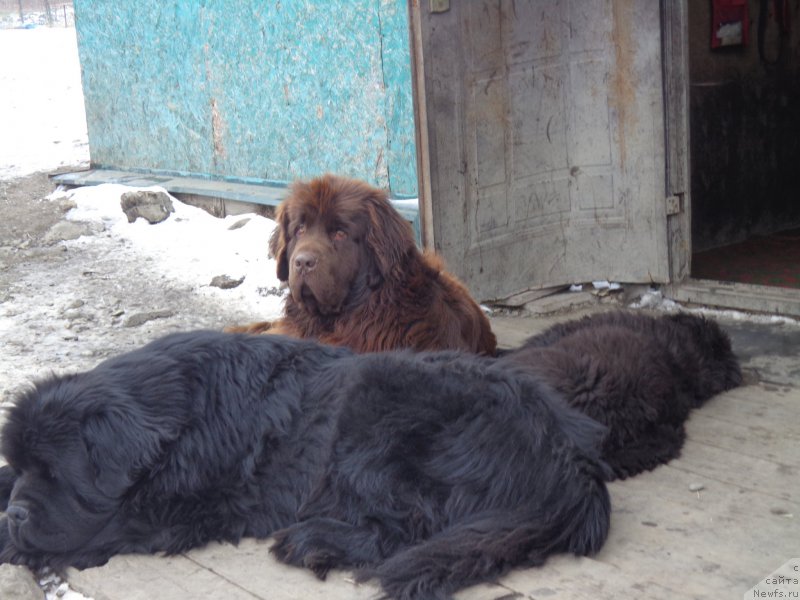 Фото: ньюфаундленд Супер Премиум Микадо (Super Premium Mikado), ньюфаундленд Ньюфорт Ю'Северино, ньюфаундленд Викториус Смайл