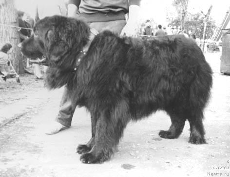 Фото: ньюфаундленд Томми Ир Фар