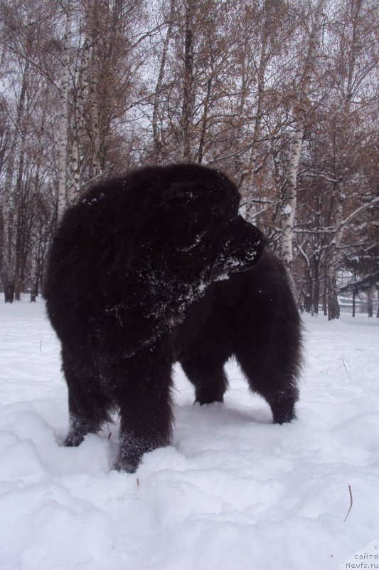 Фото: ньюфаундленд Миранда (Miranda)