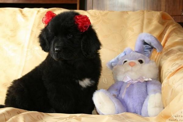 Фото: ньюфаундленд Dark Queen of Tender Ebony