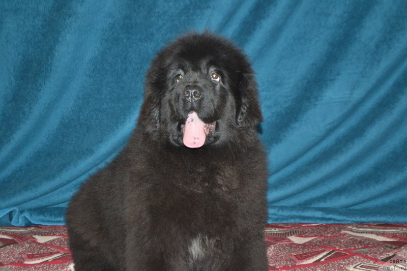 Фото: ньюфаундленд Многоликая Богиня Манифик (Mnogolikaya Boginya Manifik)