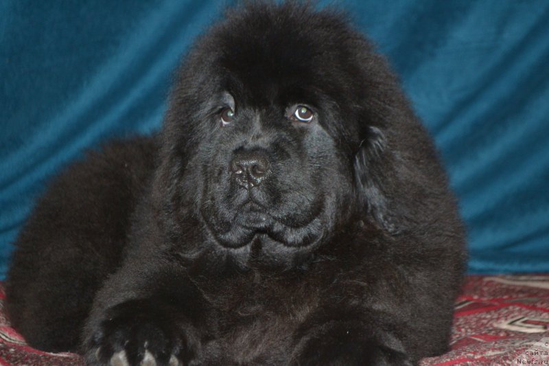 Фото: ньюфаундленд Многоликая Богиня Манифик (Mnogolikaya Boginya Manifik)