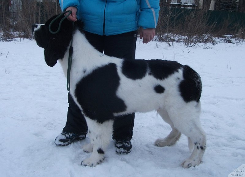 Фотография № 169325