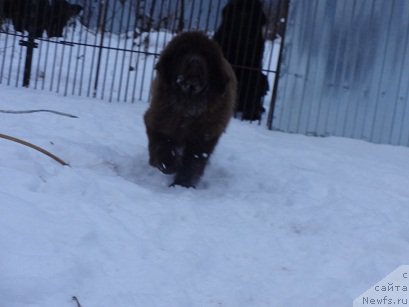Фото: ньюфаундленд Браунблад МСК Хаким Голд Хайдар (Brownblood MSK Hakim Gold Haydar)