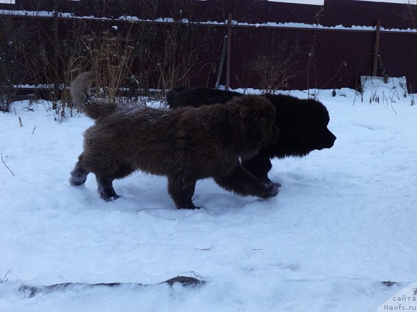Фото: ньюфаундленд Браунблад МСК Хаким Голд Хайдар (Brownblood MSK Hakim Gold Haydar)