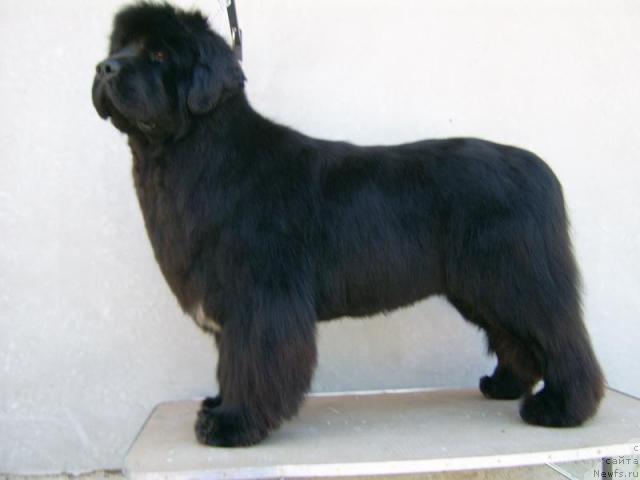 Фото: ньюфаундленд Dolce Amico Bartos