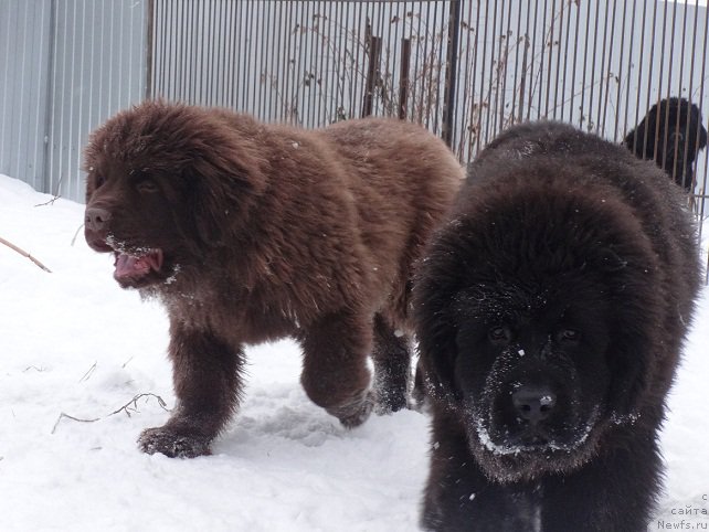 Фотография № 169330