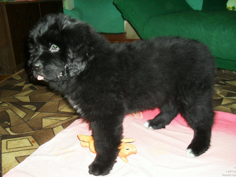 Фото: ньюфаундленд Лионель