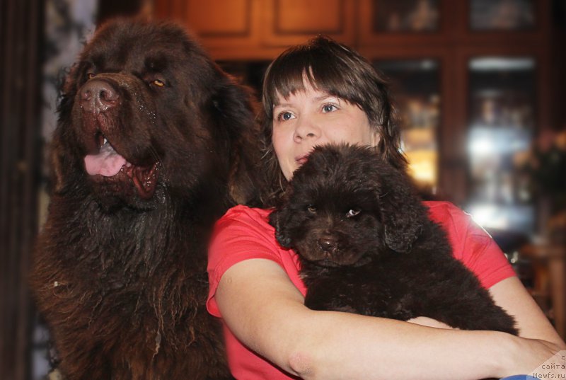 Фото: ньюфаундленд Чарли Де Бест Хелфи Пэл (Charli The Best Helfi Pel), ньюфаундленд Наоми Таголири фор Браунблад (Naomi Tagoliri for Brouwnblood)