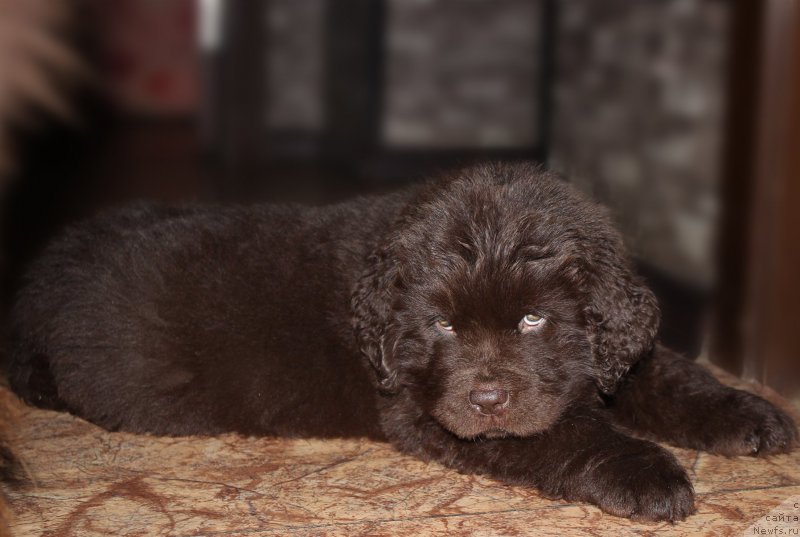 Фото: ньюфаундленд Наоми Таголири фор Браунблад (Naomi Tagoliri for Brouwnblood)