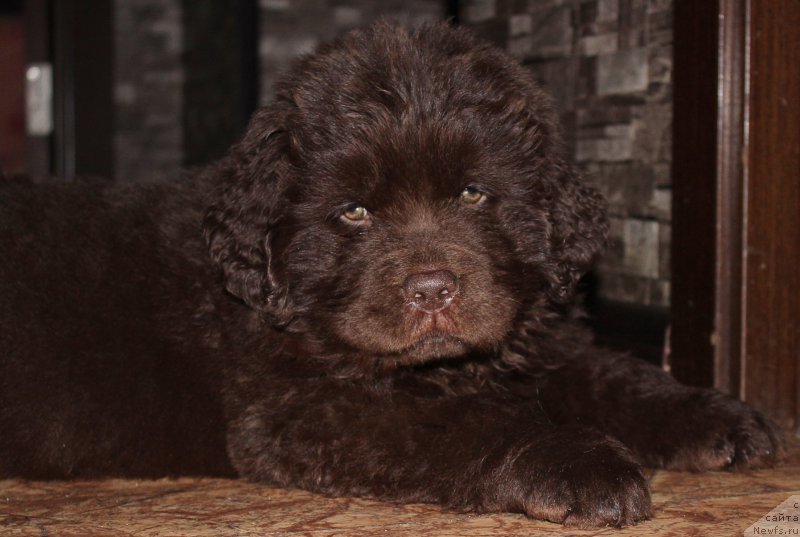 Фото: ньюфаундленд Наоми Таголири фор Браунблад (Naomi Tagoliri for Brouwnblood)