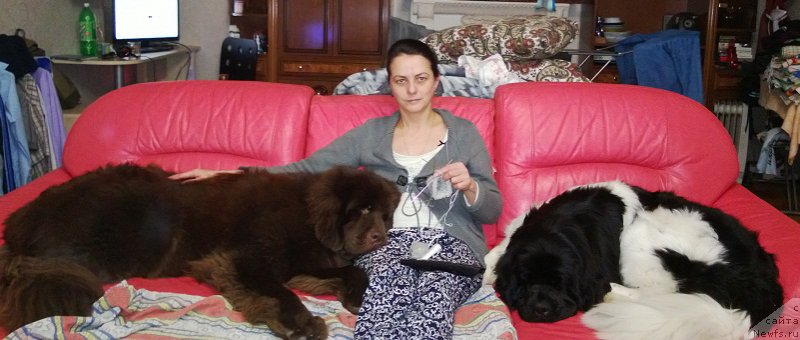 Фото: ньюфаундленд Ньюфорт Юника, ньюфаундленд Ньюфорт Эшли