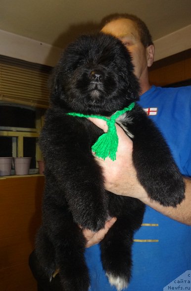 Фото: ньюфаундленд Ньюфорт Царица Ночи