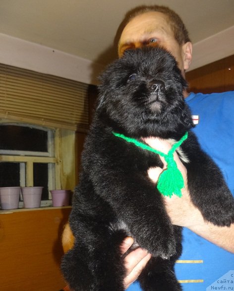 Фото: ньюфаундленд Ньюфорт Царица Ночи