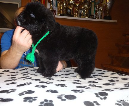 Фото: ньюфаундленд Ньюфорт Царица Ночи