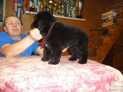 Фото: ньюфаундленд Ньюфорт Царица Ночи