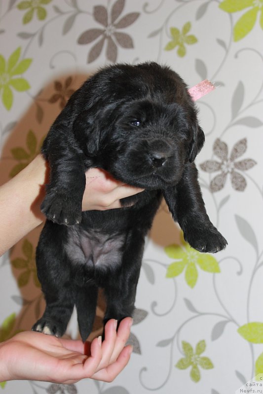 Фото: ньюфаундленд Лионель