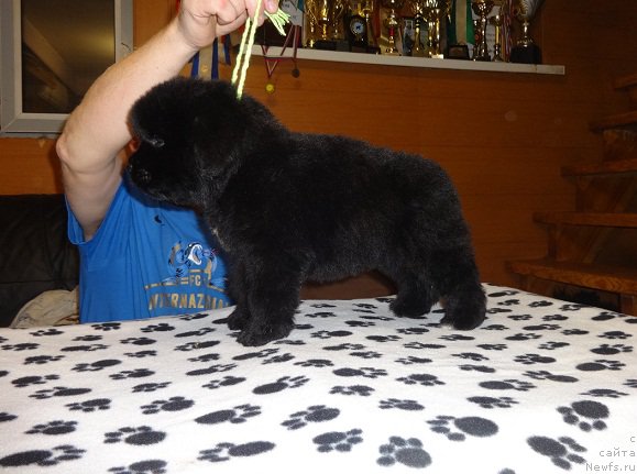 Фото: ньюфаундленд Ньюфорт Царица Ночи