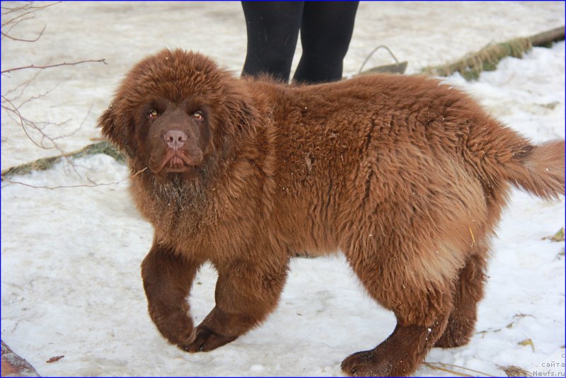 Фото: ньюфаундленд Браунблад МСК Хаким Голд Хайдар (Brownblood MSK Hakim Gold Haydar)