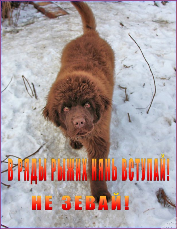 Фото: ньюфаундленд Браунблад МСК Хаким Голд Хайдар (Brownblood MSK Hakim Gold Haydar)