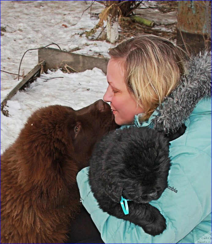 Фото: ньюфаундленд Браунблад МСК Хаким Голд Хайдар (Brownblood MSK Hakim Gold Haydar), Лена Зырина, Супер Бизон НОРБЕРТО