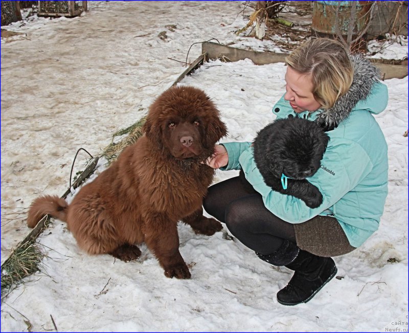 Фото: ньюфаундленд Браунблад МСК Хаким Голд Хайдар (Brownblood MSK Hakim Gold Haydar), Лена Зырина, Супер Бизон НОРБЕРТО