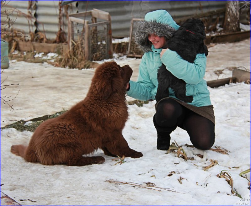 Фото: ньюфаундленд Браунблад МСК Хаким Голд Хайдар (Brownblood MSK Hakim Gold Haydar), Лена Зырина, Супер Бизон НОРБЕРТО