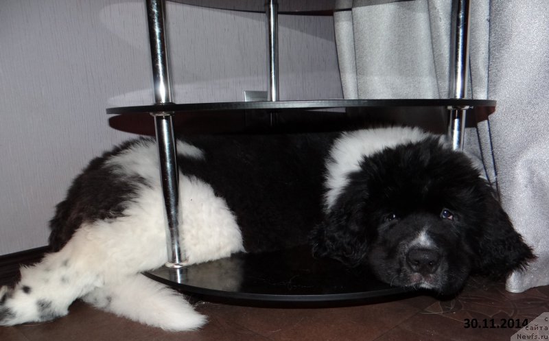 Фото: ньюфаундленд Беатрис Бьютифул от Сибирского Медведя