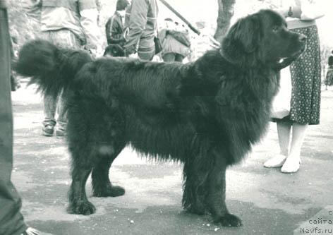 Фото: ньюфаундленд Фериза Рад Саги